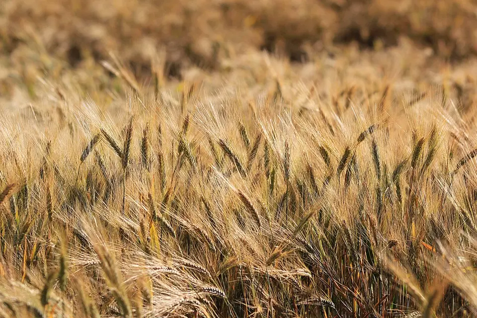 L’édito de Jean-Marcel Bouguereau : « La pétition (contre la loi Duplomb) qui impose un débat public sur l’agriculture