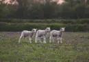 Les Hauts-de-France peuvent-ils sortir des pesticides ?