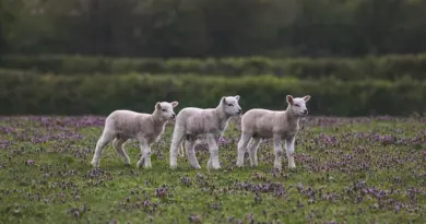Les Hauts-de-France peuvent-ils sortir des pesticides ?