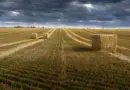 Les agriculteurs de retour à Bruxelles pour défendre la PAC