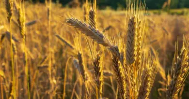 Les éleveurs bovins face à un nouveau fléau – Ouest-France