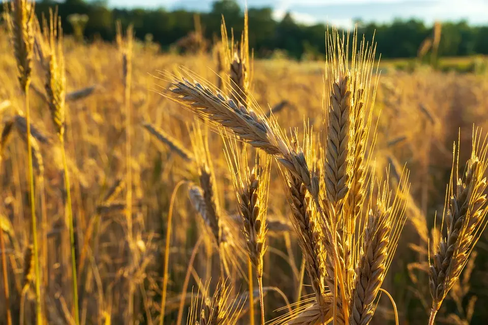 Les éleveurs bovins face à un nouveau fléau – Ouest-France