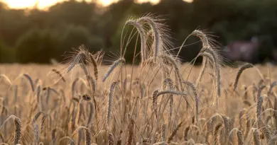 Les formations et diplômes de l’enseignement agricole