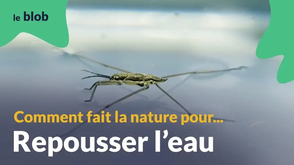 L’hydrophobie, ou comment repousser l’eau
