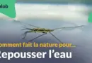 L’hydrophobie, ou comment repousser l’eau