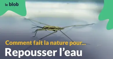 L’hydrophobie, ou comment repousser l’eau