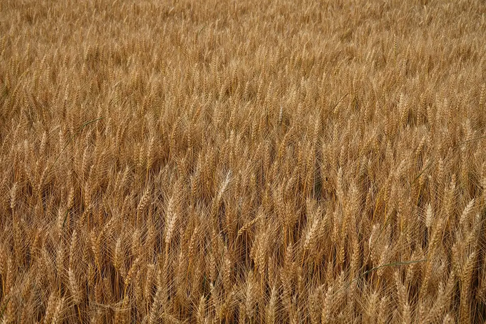 Loi Duplomb : toxique pour l’agriculture, l’environnement et la santé publique