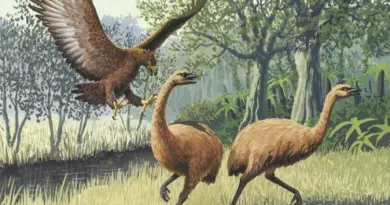 Loup sinistre, souris laineuse et moa : tenter de déséteindre des espèces dans un environnement économique instable est très risqué