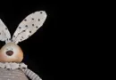 MARCILLAT EN COMBRAILLE. Une belle journée entre nature, artisanat et théâtre