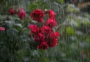 MÉTÉO WEEK-END 12 ET 13 JUILLET 2025 : SOLEIL ET CHAUD ?