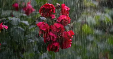 MÉTÉO WEEK-END 12 ET 13 JUILLET 2025 : SOLEIL ET CHAUD ?
