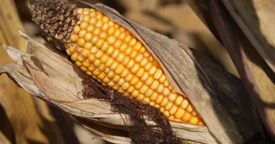 Maine-et-Loire. Le casse-tête du recrutement agricole recommence