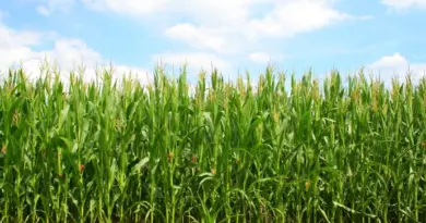 Maïs en fleur et faible demande favorisent des prix des grains stables