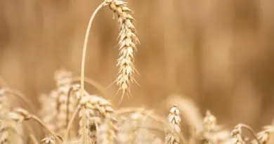 Mayotte face aux défis des pesticides et de l’agriculture durable – Outre-mer la 1ère