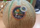 « Melon », un des plus beaux produits de l’été