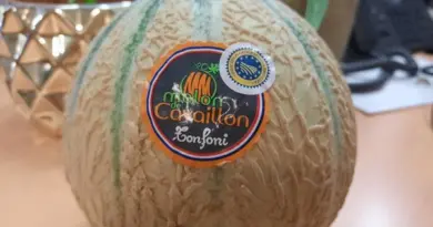 « Melon », un des plus beaux produits de l’été