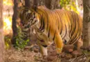 «Mes os ont craqué» : rescapé d’une attaque de tigre, un biologiste raconte son expérience face à ce dangereux prédateur