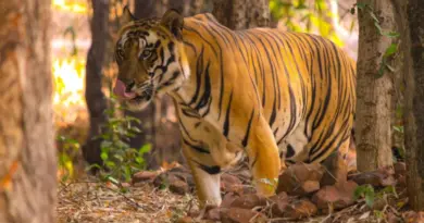 «Mes os ont craqué» : rescapé d’une attaque de tigre, un biologiste raconte son expérience face à ce dangereux prédateur