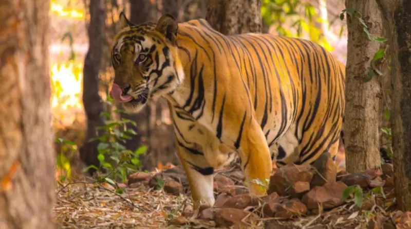 «Mes os ont craqué» : rescapé d’une attaque de tigre, un biologiste raconte son expérience face à ce dangereux prédateur