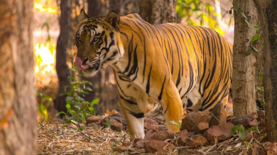 «Mes os ont craqué» : rescapé d’une attaque de tigre, un biologiste raconte son expérience face à ce dangereux prédateur