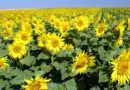 Mesurer l’indice foliaire du tournesol : un indicateur du potentiel de la culture