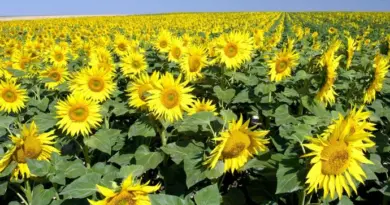 Mesurer l’indice foliaire du tournesol : un indicateur du potentiel de la culture