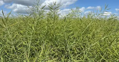 Moisson 2025 : un rendement moyen en colza évalué à 33,2 q/ha