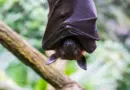 Mort d’un Australien mordu par une chauve-souris : ce que l’on sait du lyssavirus et de ses symptômes