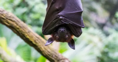 Mort d’un Australien mordu par une chauve-souris : ce que l’on sait du lyssavirus et de ses symptômes