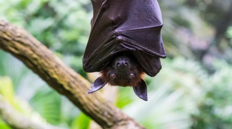 Mort d’un Australien mordu par une chauve-souris : ce que l’on sait du lyssavirus et de ses symptômes
