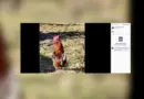 Nuisances sonores : malgré la mort du coq Ricco, ses propriétaires fixés sur leur sort ce vendredi