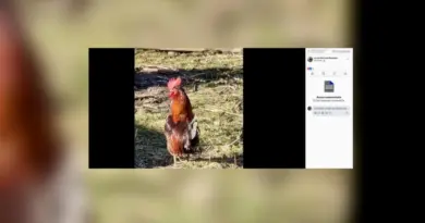 Nuisances sonores : malgré la mort du coq Ricco, ses propriétaires fixés sur leur sort ce vendredi