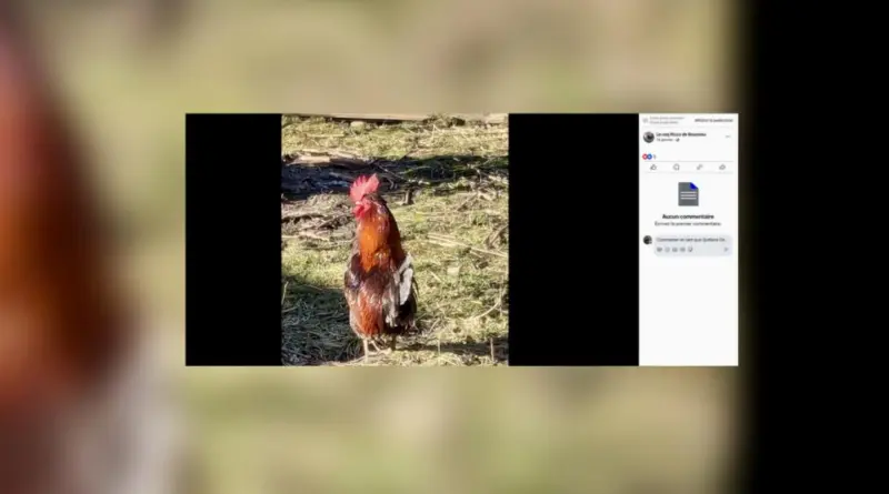Nuisances sonores : malgré la mort du coq Ricco, ses propriétaires fixés sur leur sort ce vendredi