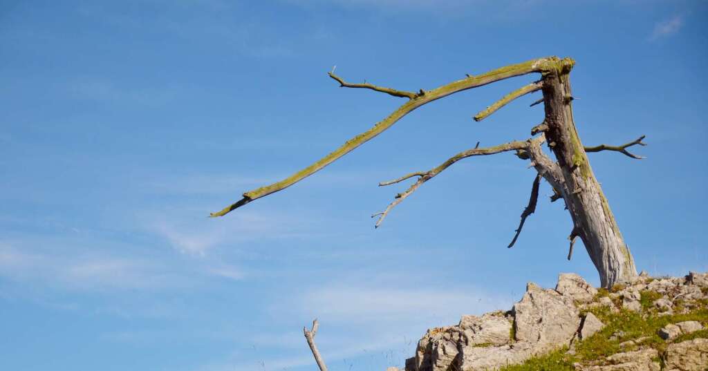 On n’avait jamais mesuré ça : ce fléau invisible ravage les forêts à une échelle stupéfiante et il va s’intensifier