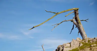 On n’avait jamais mesuré ça : ce fléau invisible ravage les forêts à une échelle stupéfiante et il va s’intensifier