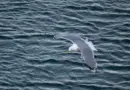 Overstyrmann i sambandet Gjermundshamn-Varalsøy-Årsnes, p.t. MF Lærdal