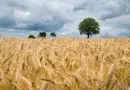 Ovins lait : la santé animale au cœur du projet Ardia, développé par Lur Berri – Le Sillon