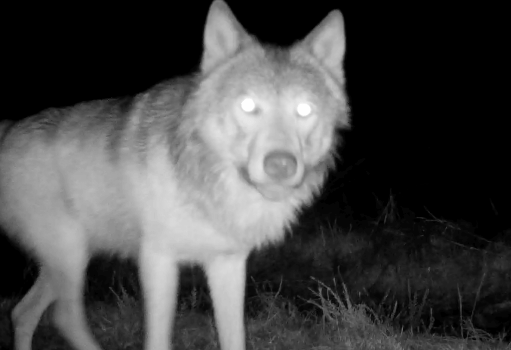 Pense avec les loups