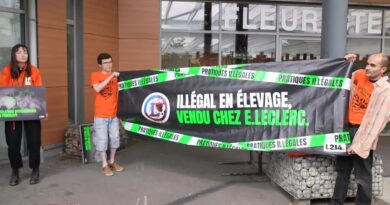 Plusieurs actions de L214 devant les magasins Leclerc pour dénoncer des “pratiques d’élevage illégales”
