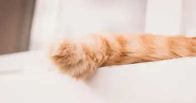 Pourquoi les humains n’ont pas de queue