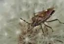 Punaises des céréales : quels sont ces insectes qui envahissent les Pyrénées-Orientales ?