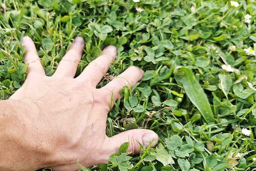 Quand faut-il arrêter de tondre sa pelouse ou son gazon en été ?