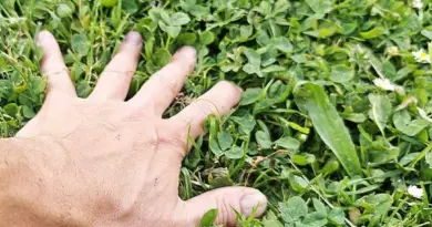 Quand faut-il arrêter de tondre sa pelouse ou son gazon en été ?