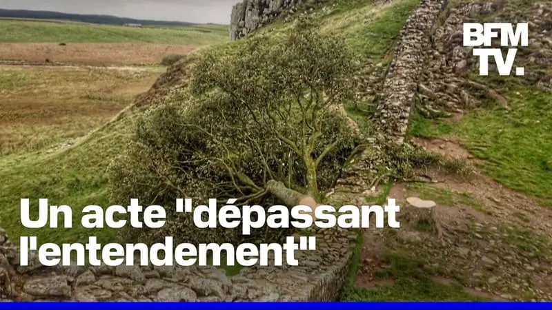 Quatre ans de prison pour les deux hommes ayant détruit l’arbre le plus célèbre du Royaume-Uni