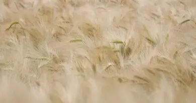 Région de Matam : le ministère de l’Agriculture (MASAE) renforce ses interventions