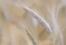 Saint-Aignan-de-Grandlieu, la bonne élève de l’agriculture biologique – Ouest-France