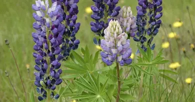 Santé. Abeilles, guêpes et frelons : l’Est de la France moins exposé aux piqûres