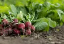 Sensibilisation des paysans de Lupatapata pour améliorer leur production agricole – Radio Okapi |