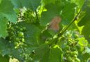 Stress thermique et coups de soleil : les vignes aussi redoutent la canicule