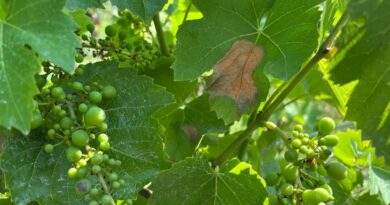 Stress thermique et coups de soleil : les vignes aussi redoutent la canicule